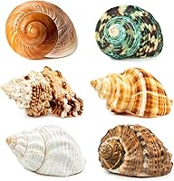 Vista 1 de 6 conchas de cangrejo ermitaño medianas y grandes, tamaño natural de 2.3 a 3.5 pulgadas, tamaño de apertura de 1 a 2.1 pulgadas, conchas turbo