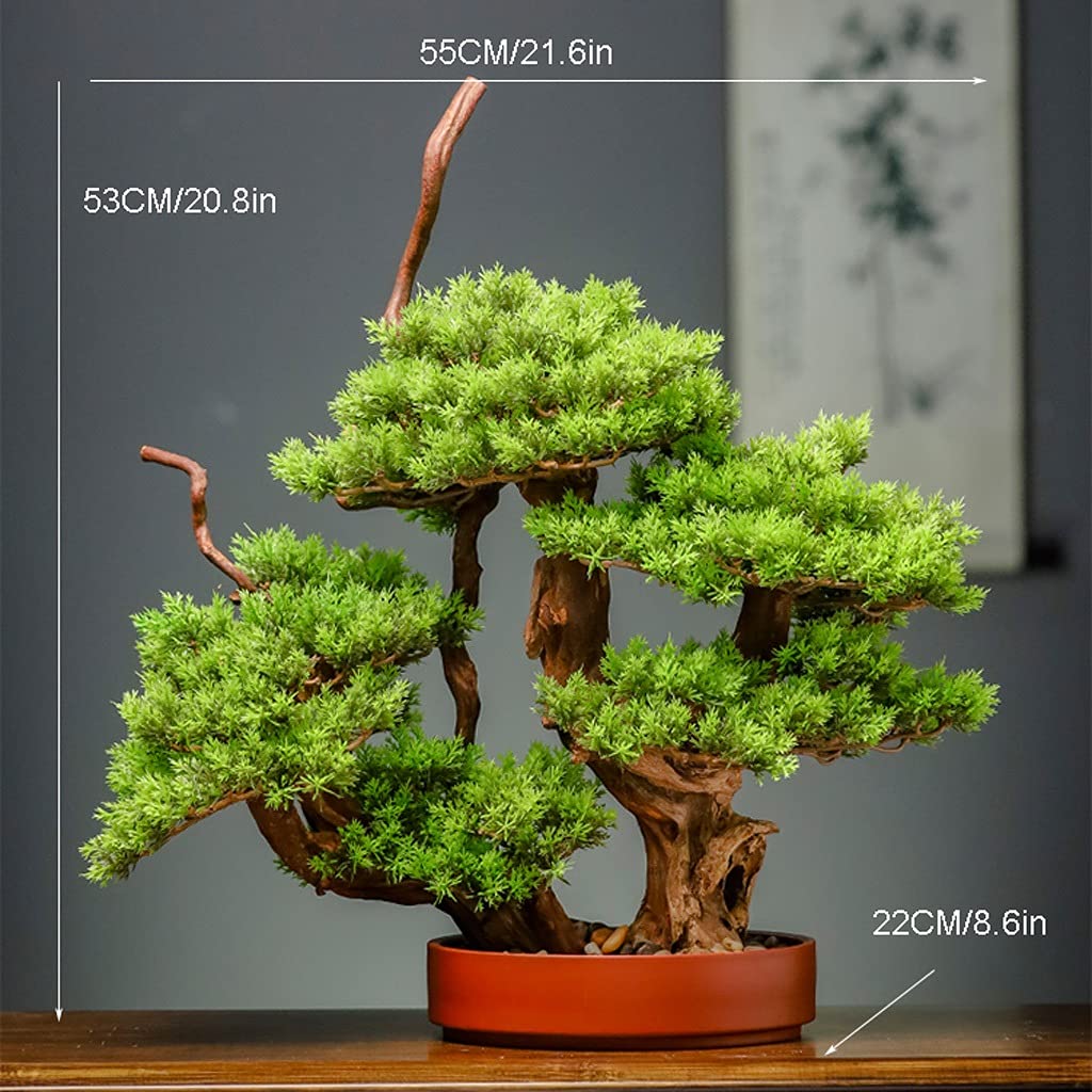 dracena bilder Kupić Dracena Dracaena w jakości ogrodniczej main image 1