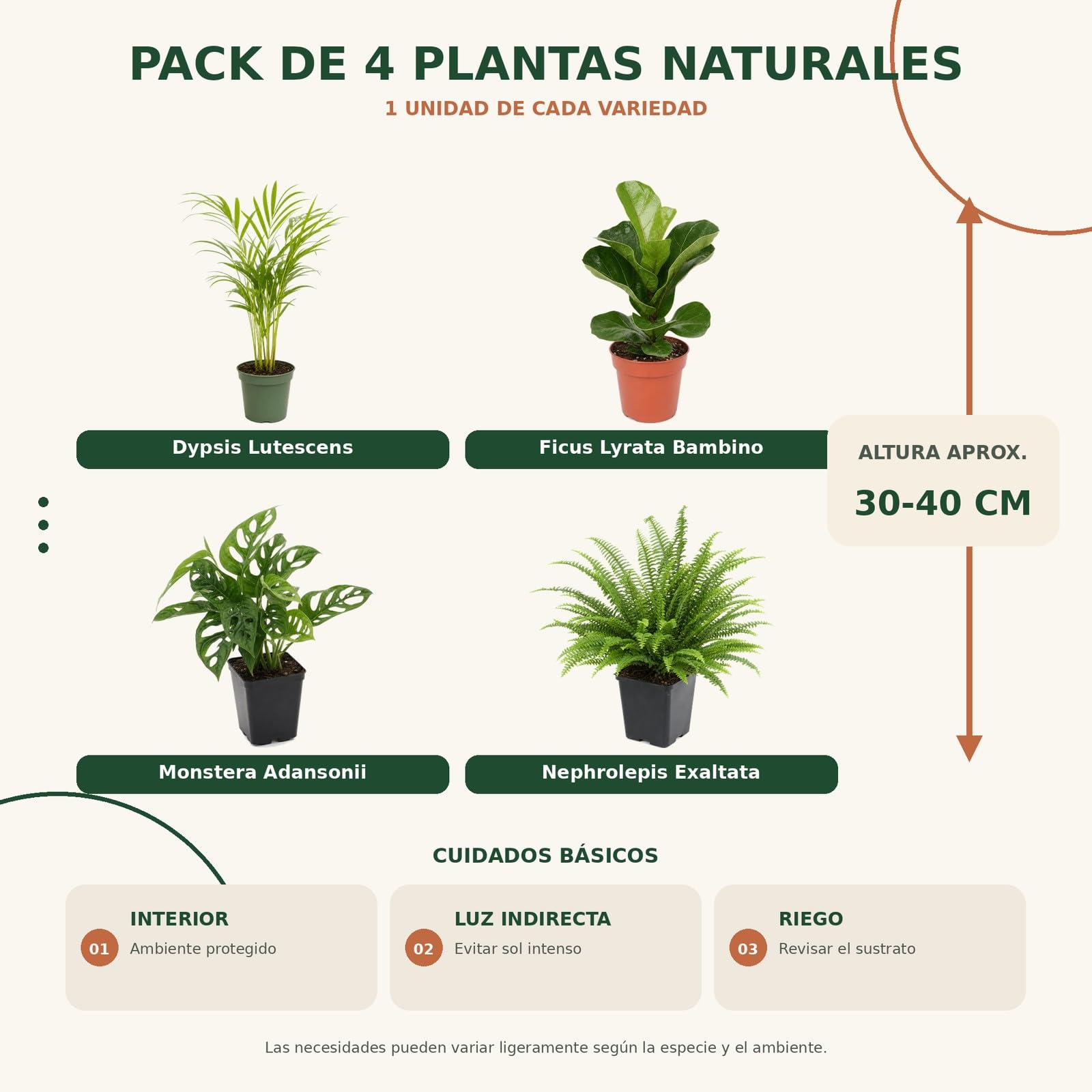 DECOALIVE Pack 4 Plantas de Interior: Nuevos Amantes de las Plantas