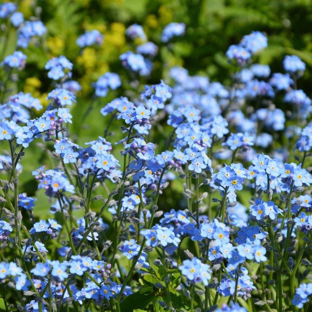 Buy Forget Me Not Wood Forget Me Not Seeds Myosotis Sylvatica Online At Desertcart Aruba Buy Forget Me Not Wood Forget Me Not Seeds Myosotis Sylvatica Online At Desertcart Aruba