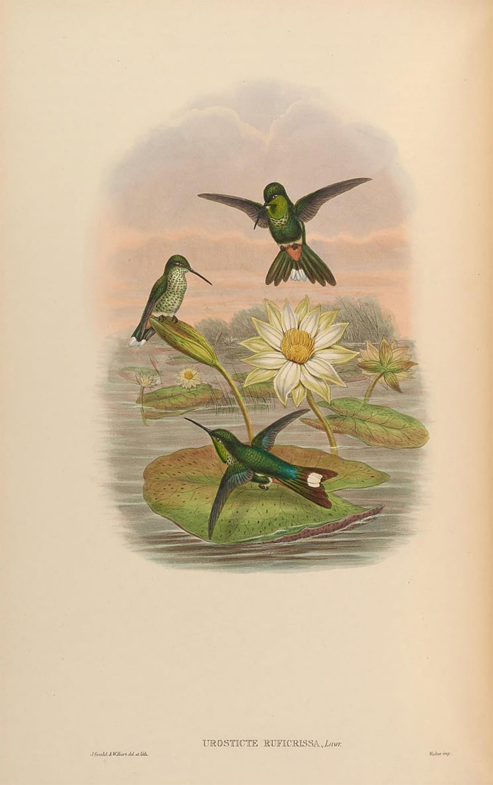 POSTERIIk Vintage Art Print Images Pictures Print Animal Bird Urosticte Ruficrissa by John Gould Modern Colour Posters for Office Home Decor 60x90cm