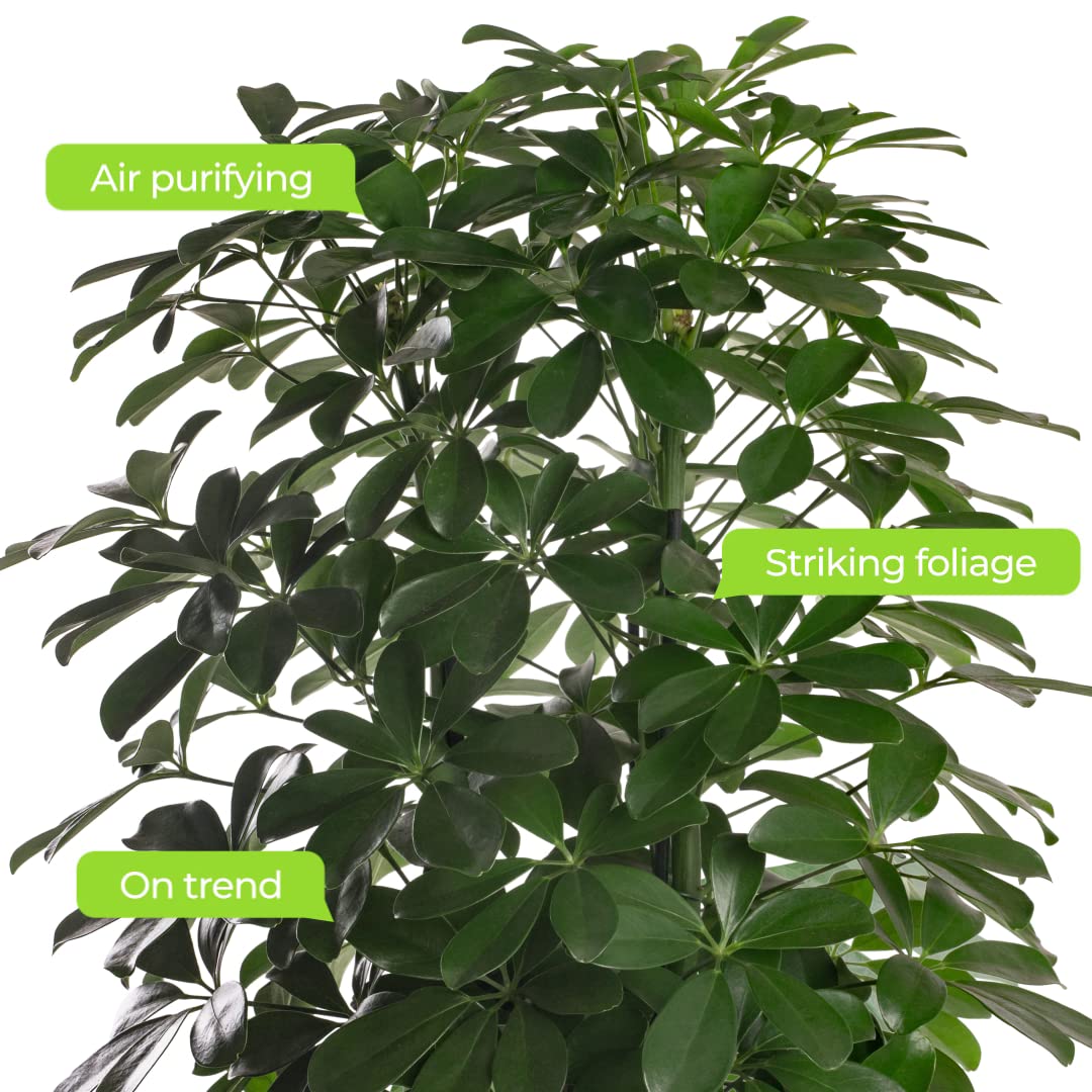Schefflera Nora Plante d'intérieur rare exotique grande toujours verte