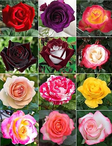 100 unidades de semillas de rosa oscura de color mixto, semillas raras de flores de jardín, semillas de rosas Heirloom