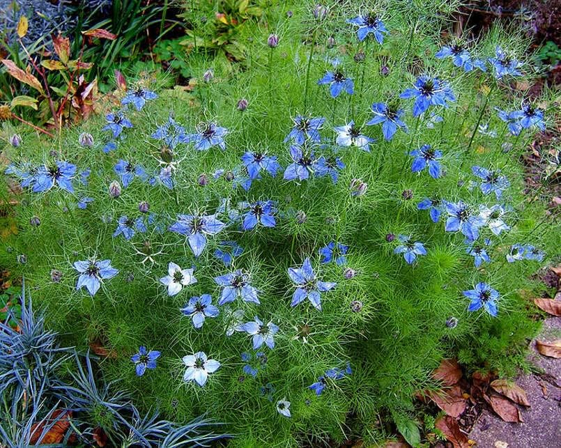 Miniatura 3 de Semillas de flores Love in a Mist para plantar (500 semillas) - Nigella damascena