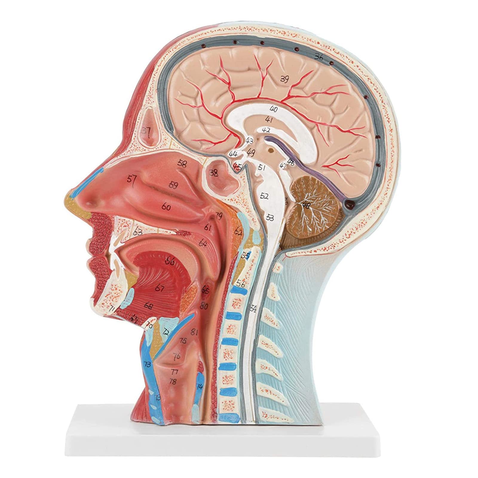 Buy NaoSIn-Ni Medical Anatomical Head Mode, Human Head Model ...