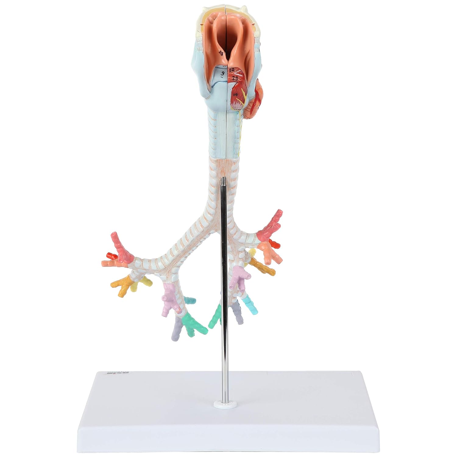 Axis Scientific Larynx, Trachea, and Bronchi ModelAxis Scientific Larynx, Trachea, and Bronchi Model - Human Anatomical Model, Respiratory System, Life Size Replica Model.