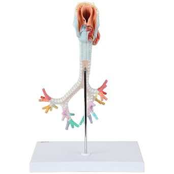 Axis Scientific Larynx, Trachea, Bronchi ModelAxis Scientific Larynx