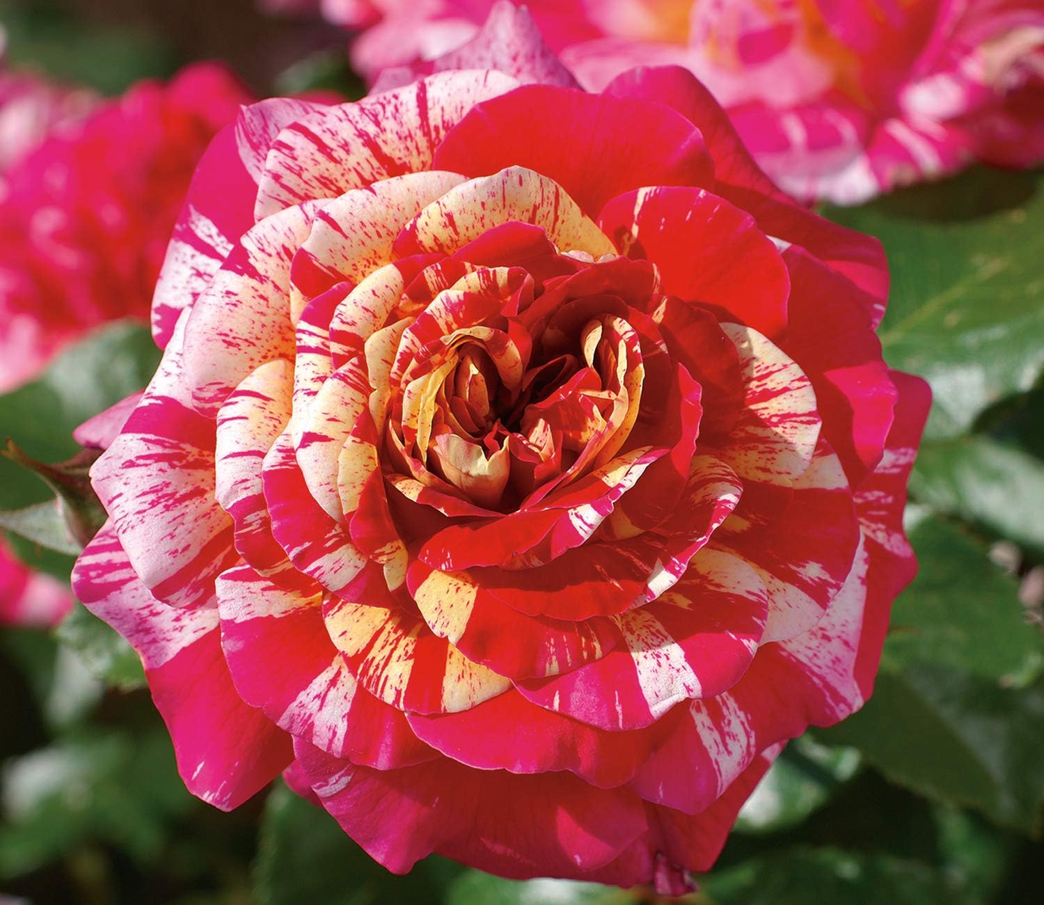 All American Magic Rose Live Plant, Reblooming Fragrant Red White Striped Flowers, Own Root 1.5 Gallon Potted, Stargazer Perennials