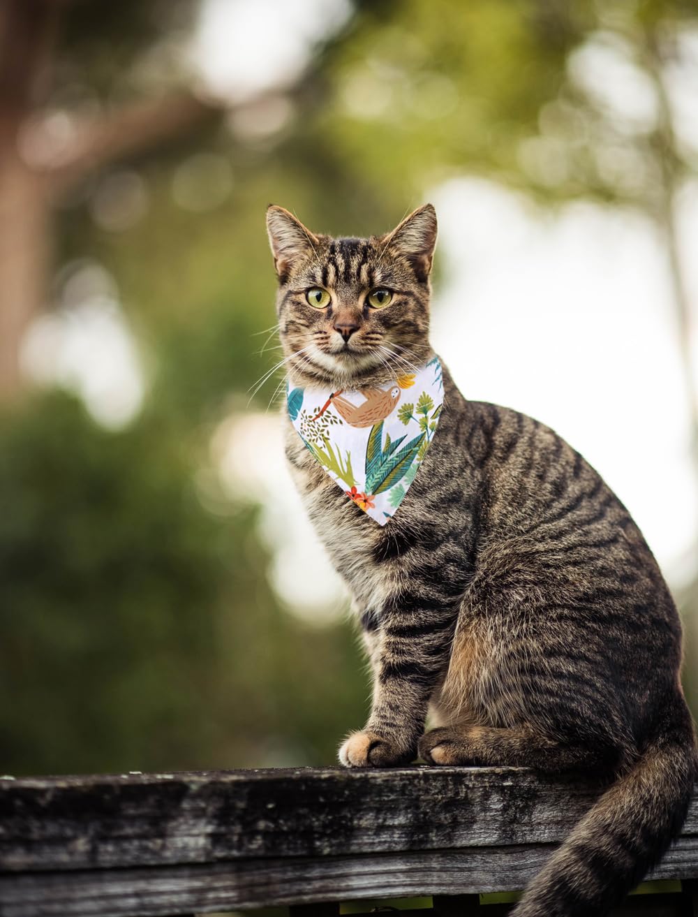 5 Katzenhalsbänder Mit Glöckchen – Verstellbar 18-30 Cm, Sommer-Frucht-Design (Erdbeere, Wassermelone, …)