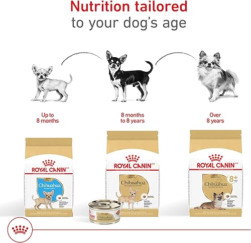 Miniatura 8 de Royal Canin Breed Health Nutrition - Alimento seco para perros chihuahua 25 libras