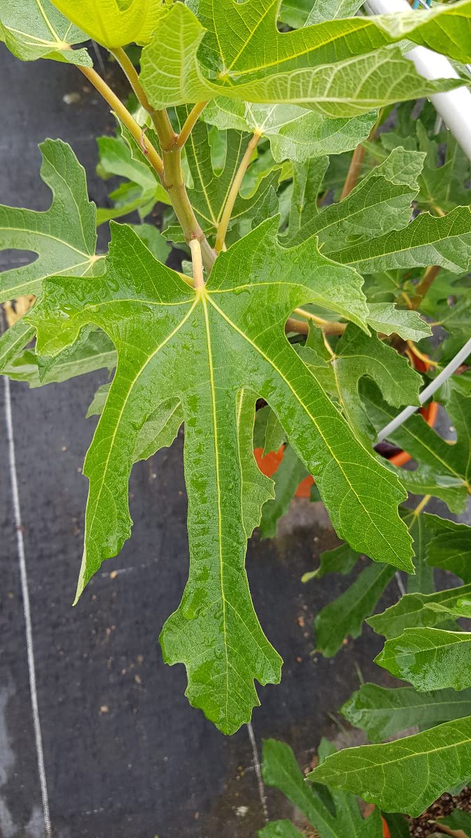Ficus carica FIGALITY® 'Little Miss Figgy' / Figuier nain à fruit noir/Conteneur de 3 à 4 litres/Touffe