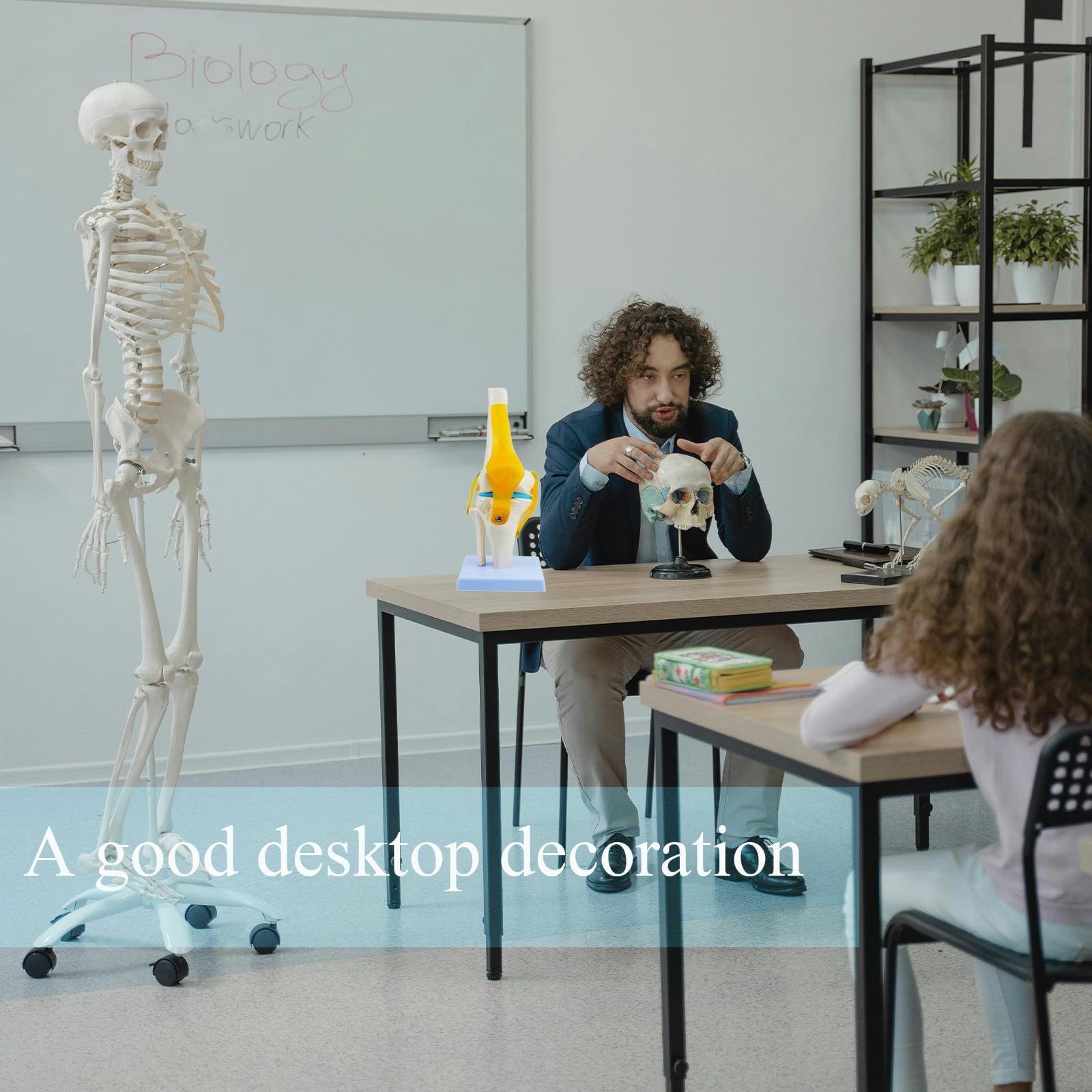 Anatomie Kniegelenk Modell 1：1 Lebensgroßes Modell Medizinisches Studienwerkzeug mit detaillierten Knochen Bändern und Knorpel