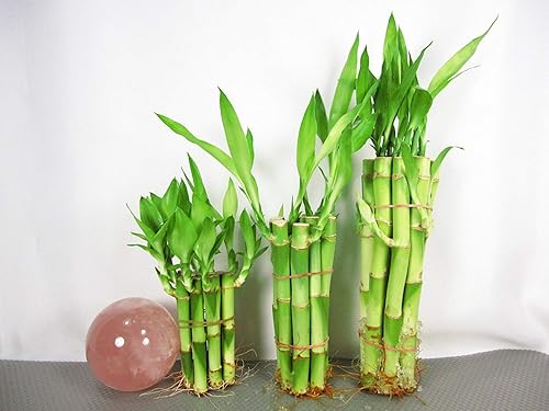 30 Stalks of Straight Lucky Bamboo (4"x10 Pcs+6'x10 Pcs+8"x10 Pcs)