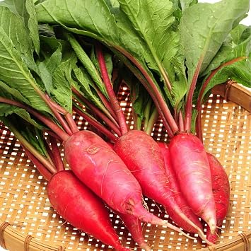 50+ Pack China Rose Radish Seeds, Non-GMO Sprouting Seed, Country Creek LLC