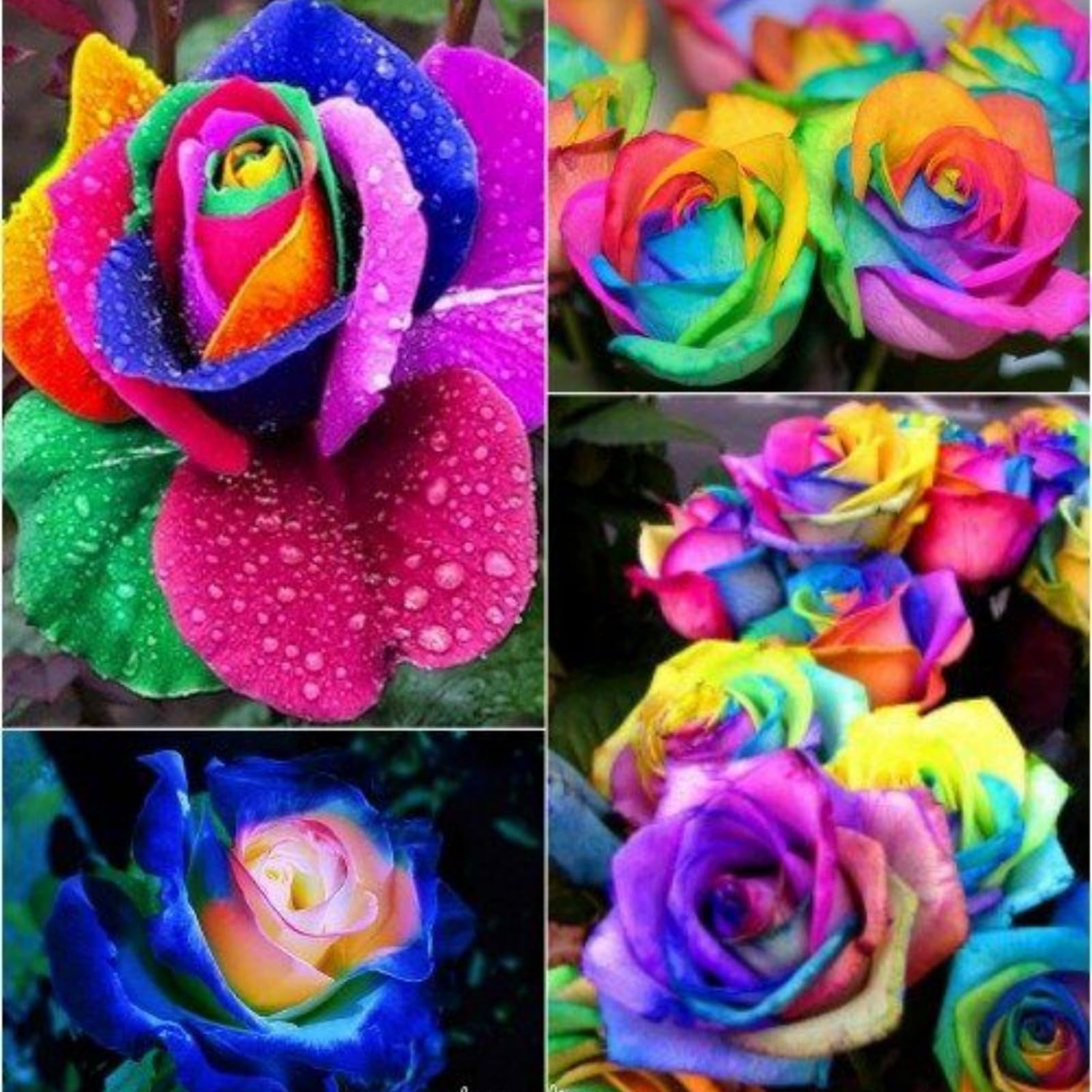 Unique Rose Bulbs for Planting Now UK Ornamental Perennial Natural Organic Excellent Good for Containers Cold-Resistant Easy Plant Display Greening Flower-2bulbs-M