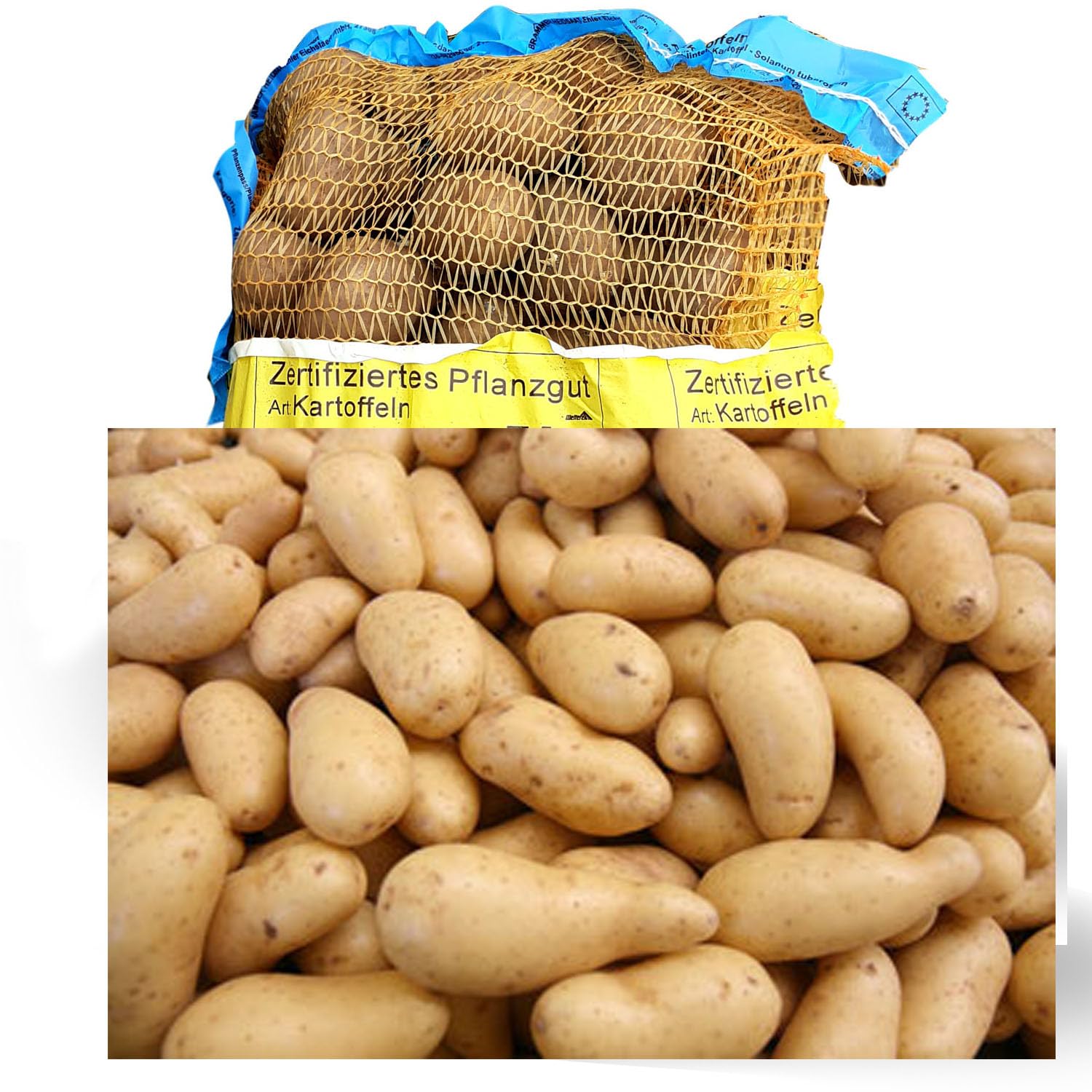 Pflanzkartoffeln Annabelle 2,5 kg - Zertifiziertes Saatgut - Saatkartoffeln Setzkartoffeln Setzling TOP Qualität