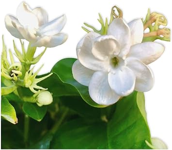 Easy to Grow Jasmine Sambac 1 Potted Plant - Rooted & Established in a 4" Quart Pot, Spring to Fall Fragrant White Blooms, Indoor Outdoor Philippine Flower, Maid of Orleans