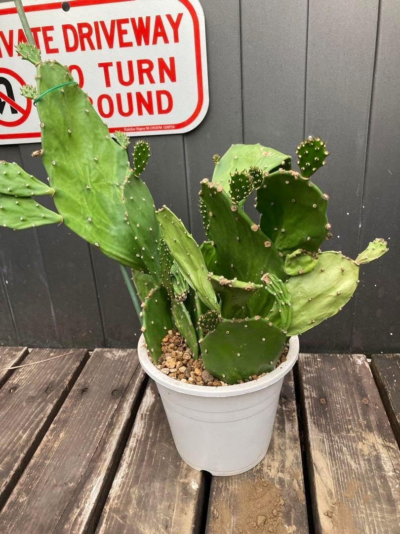 耐寒性強 オプンチア群 植え◇ドライガーデン多肉サボテン島アガベ