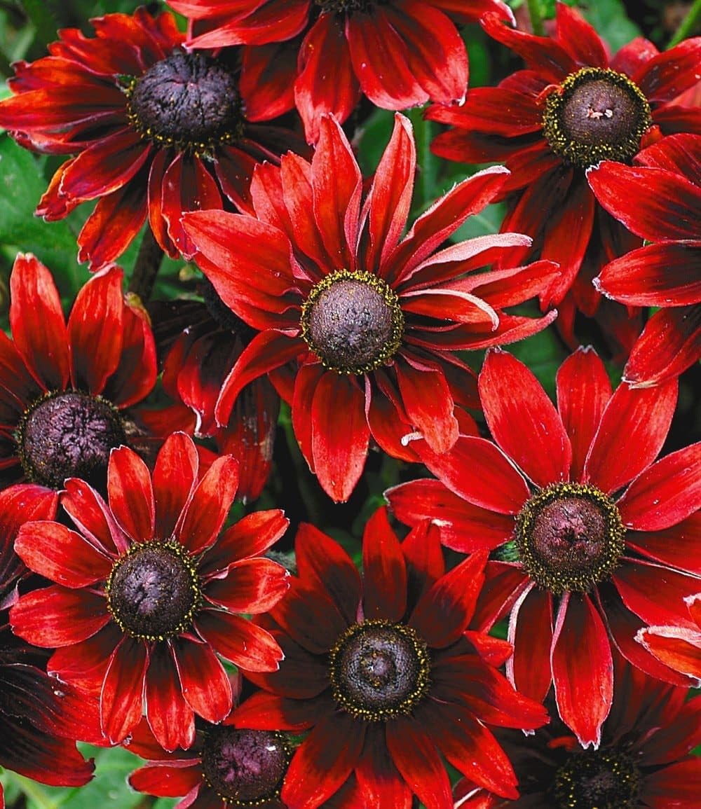 BALDUR Garten 3x Sonnenhut Rudbeckia 'Cherry Brandy', Pflanzen im 9x9 cm-Topf, winterhart, mehrjährige Gartenstaude, Blumenstaude, Rudbeckia hirta, Sonnenhut rot, winterharte Staude, bienenfreundlich