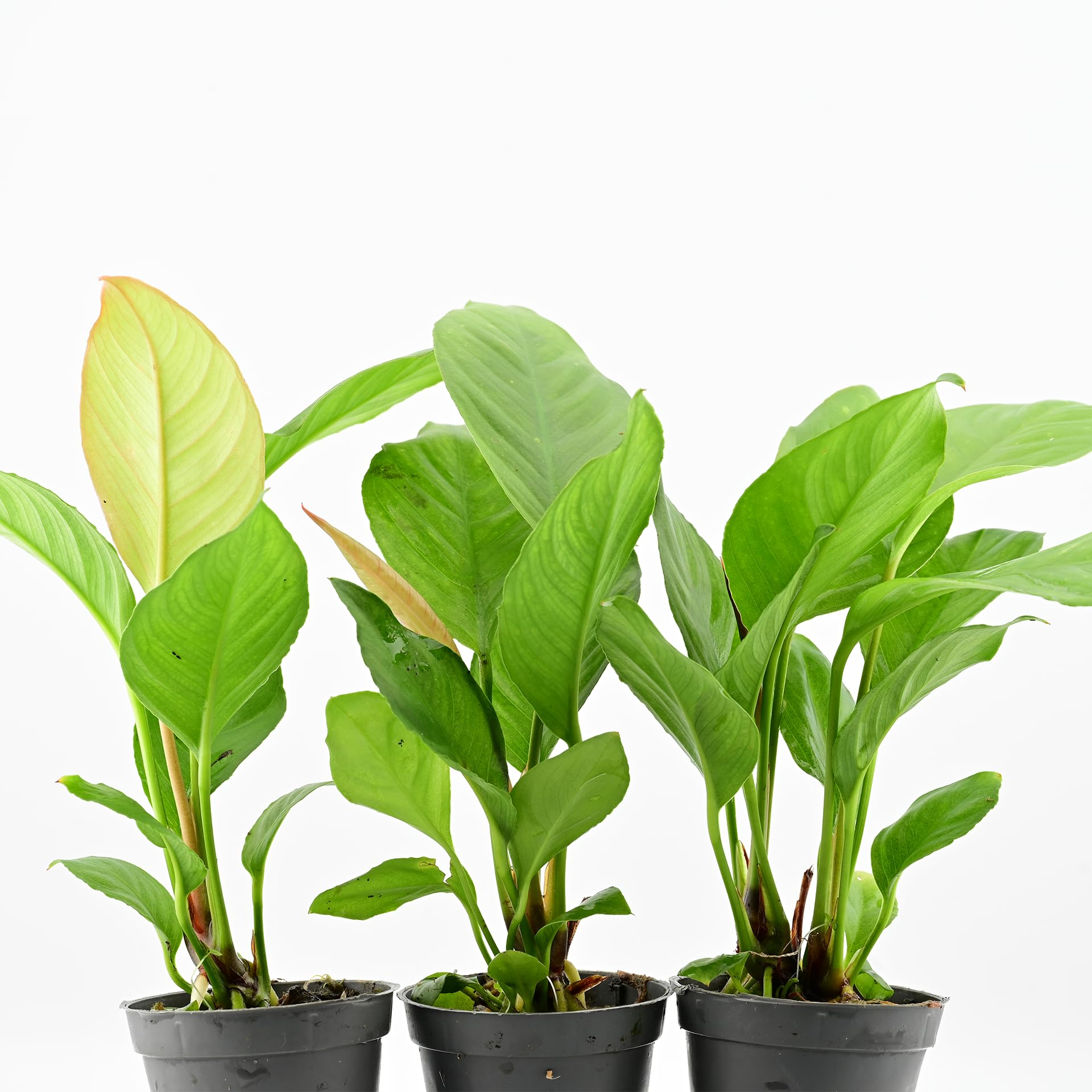 AquaBreedingSkill Set de 3 Anubias Heterophylla plantes d’aquarium vivante pour eau douce, plante verte décorative, idéale pour poissons et crevettes – avec passeport phyto (Heterophylla 3 pcs)