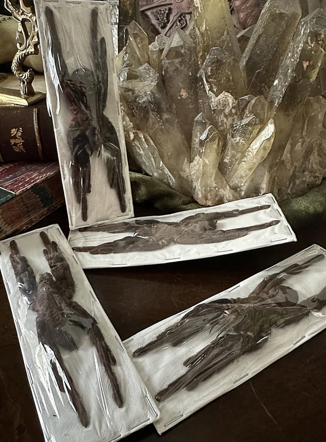 Large Real Preserved Tarantula Selenocosmia Javanensis - Insect Arachnid Taxidermy Spider - Posed in glass dome - Oddities - Gothic