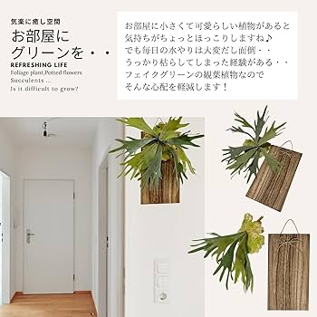 Amazon｜3world フェイクグリーン 観葉植物 ウッドプレート