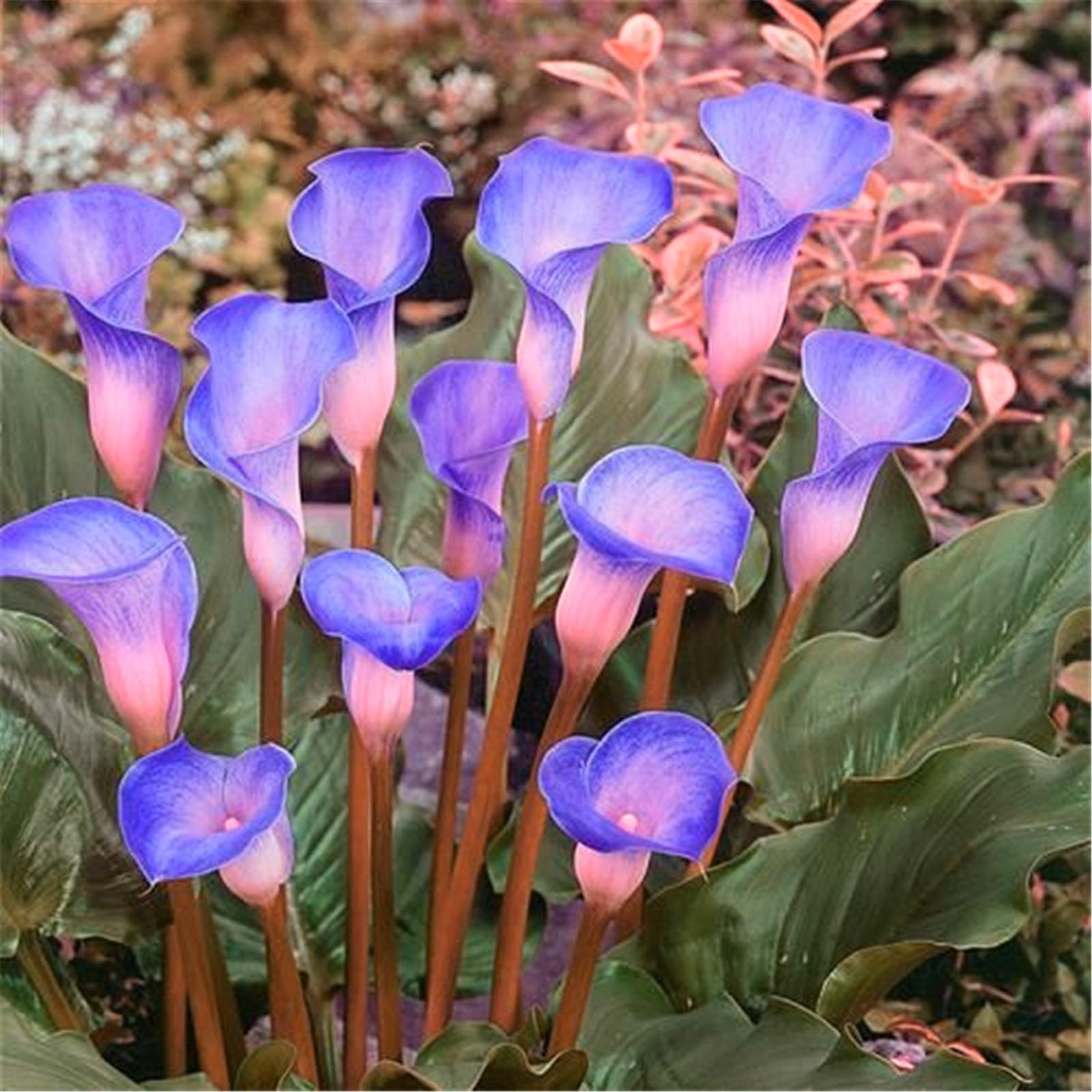 Bulbos calas colores - Calas plantas naturales de colores - Bulbos calas gigantes - calas bulbos-2Bulbos-H