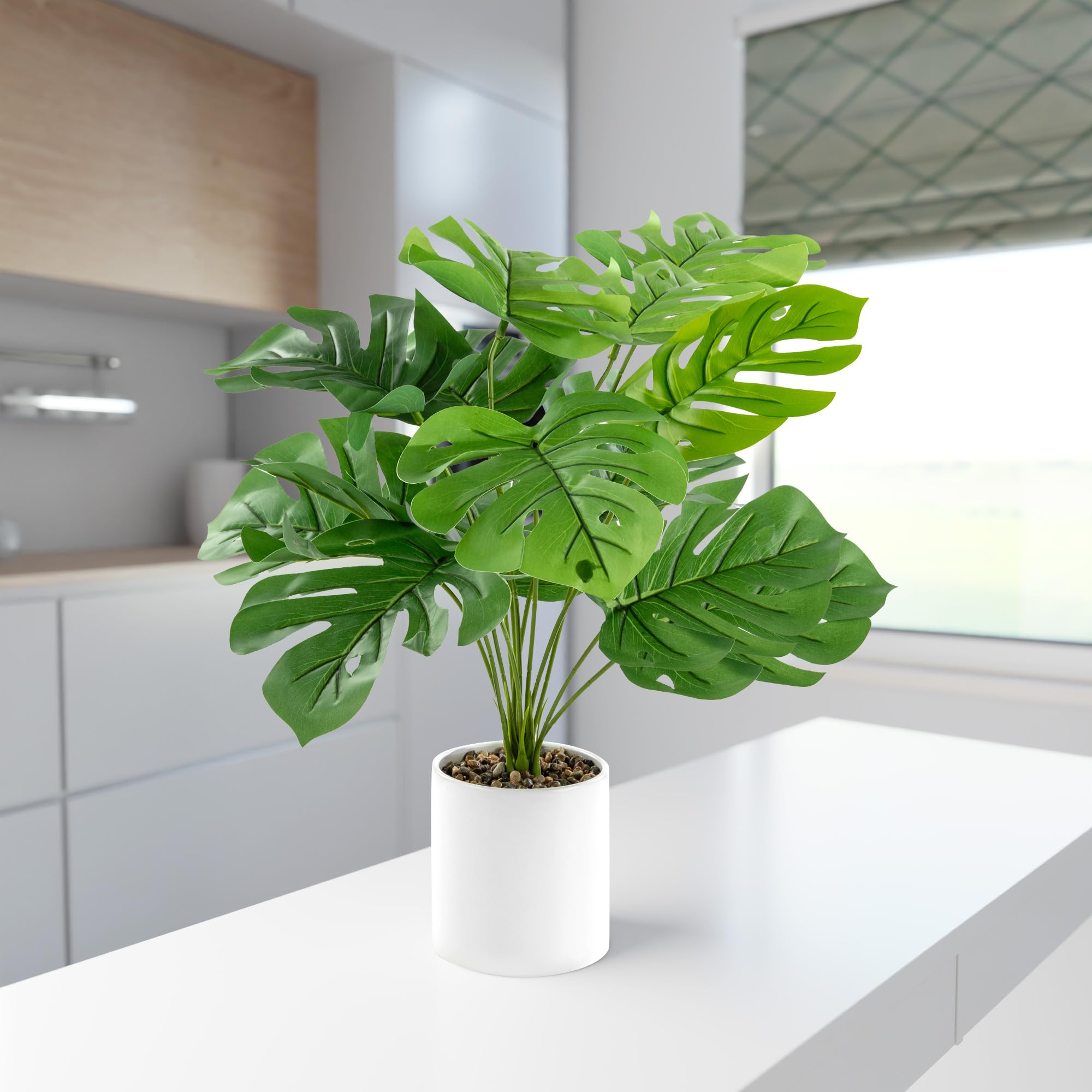 monstera minima ableger Monstera Minima / Raphidophora Tetrasperma Variegata Steckling –  whiteleafplants main image 1