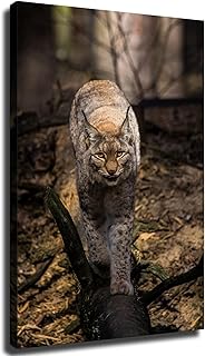 Bobcat Wildcat Posters Wall Art for Living Room Bedroom Wall Art Printins Wall Decor (20x30inch-Framed)