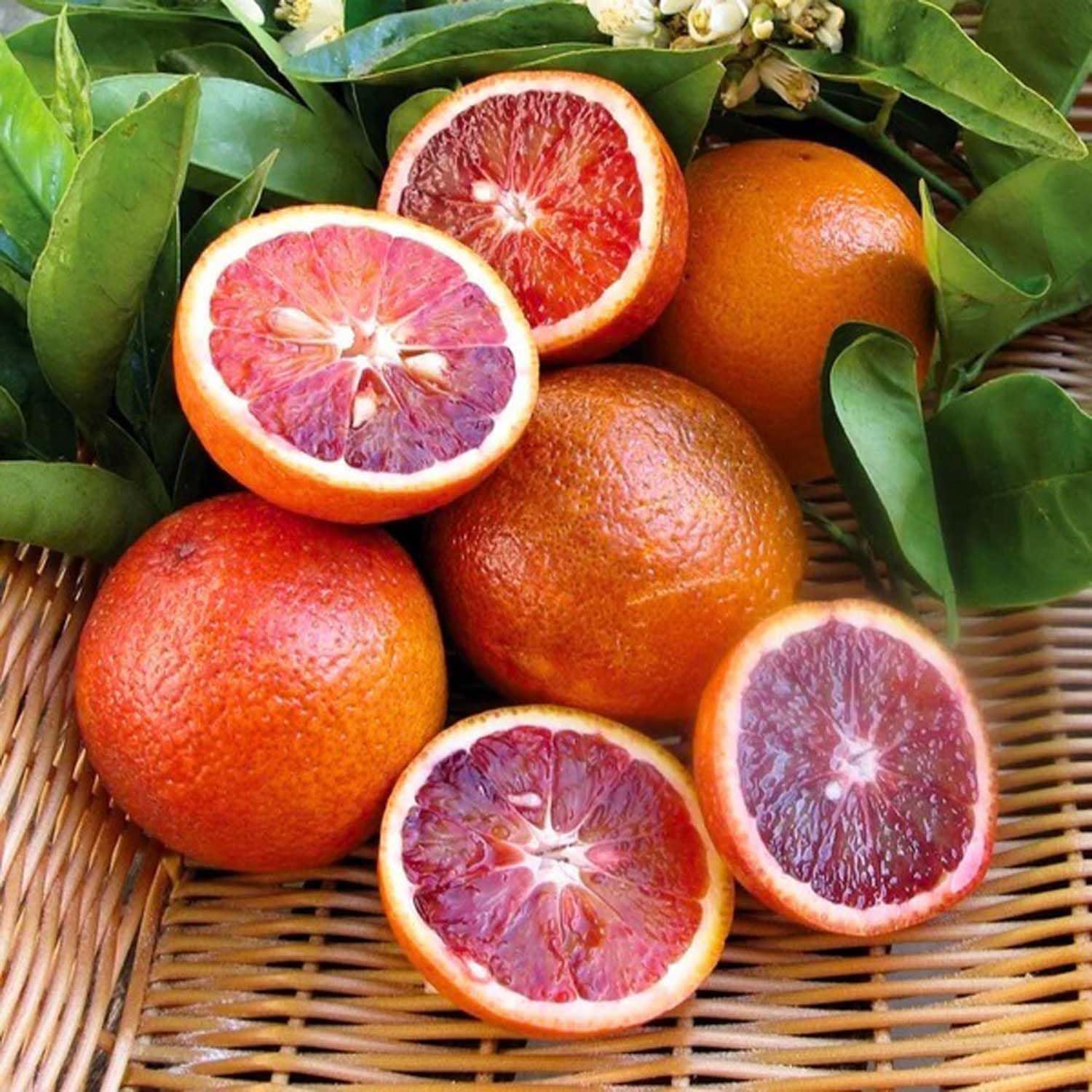 Malta Orange Plant, Fresh Red Malta Fruit Tree, Citrus plant ndoor/Outdoor Garden (Pack Of -1 malta Plant) A_19