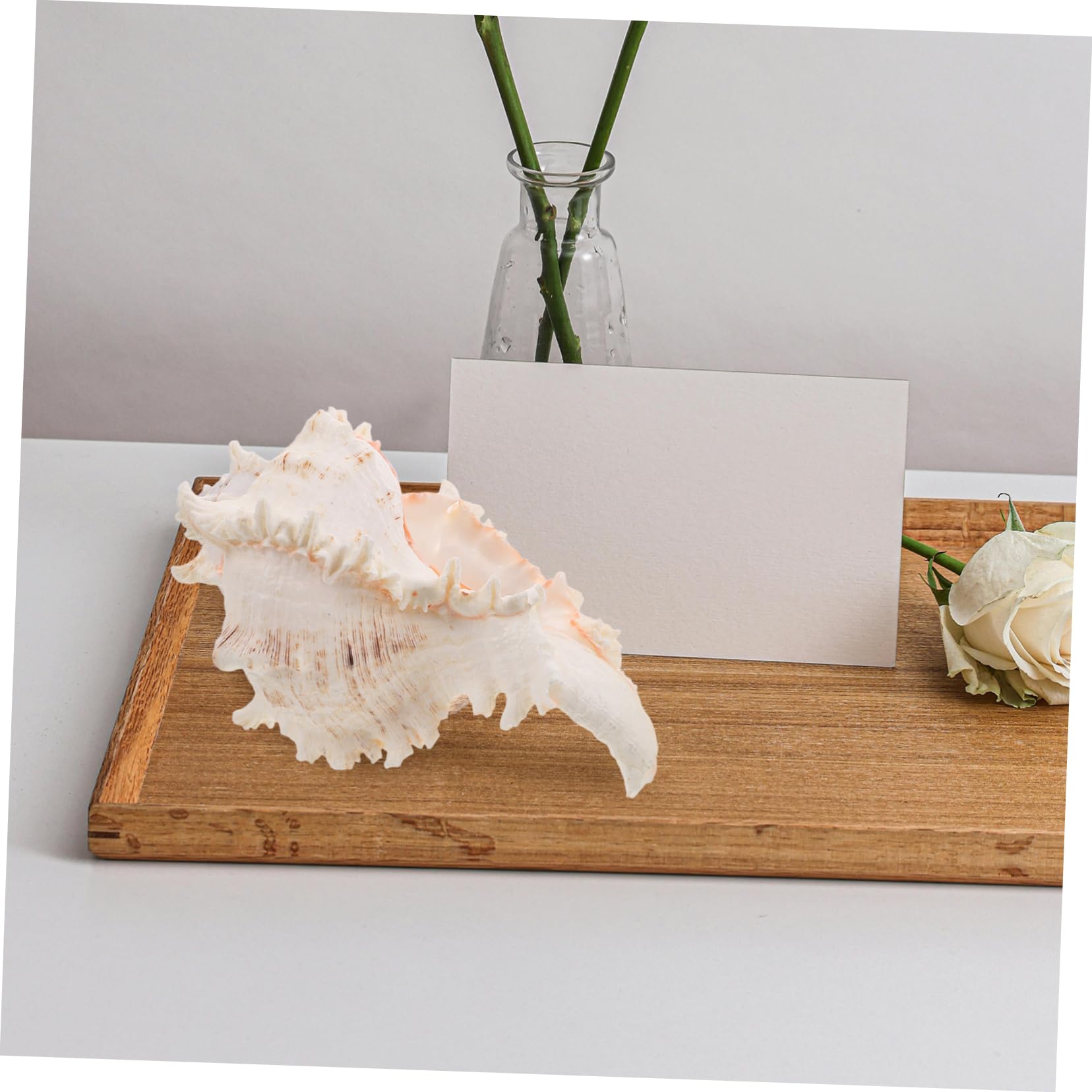 ABOOFAN Conchiglie Naturali Beige in Conch per Decorazioni Versatili da Vase Filler, Perfette per Centrotavola Matrimonio a Tema Spiaggia e Arredamento