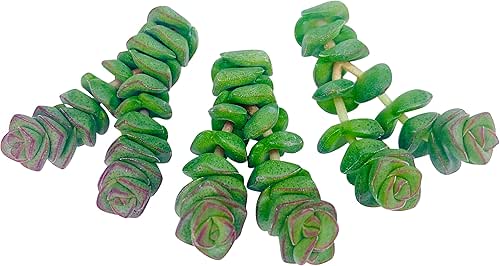 The Succulent Cult Live Succulent Cuttings (3 Crassula Marnieriana), Plants