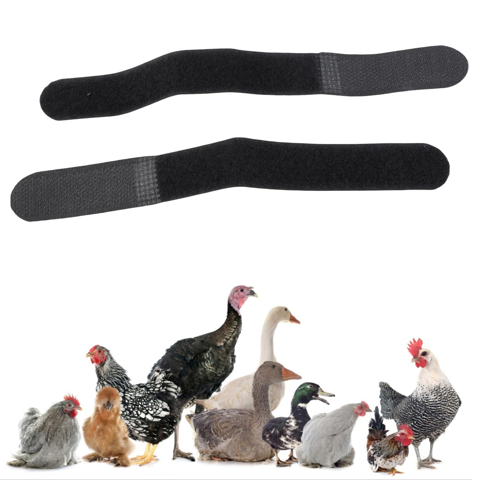 Hahnhalsband Zum Stoppen des Krhens, Anti-Krhe-Hahnhalsband,  Hhner-Halsgrtel, 2 Stck, kein Krhengerusch, Halsgrtel,  Hahn-Krhenhalsband fr Hhne, Hahn, Nylon (Regulre : Amazon.de: Haustier