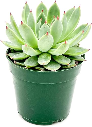 Miniatura 2 de ragnaroc Plantas suculentas vivas  Echeveria Parva, enraizadas en maceta de 4 pulgadas  1 unidad  Llegada viva garantizada  Plantas de interior para