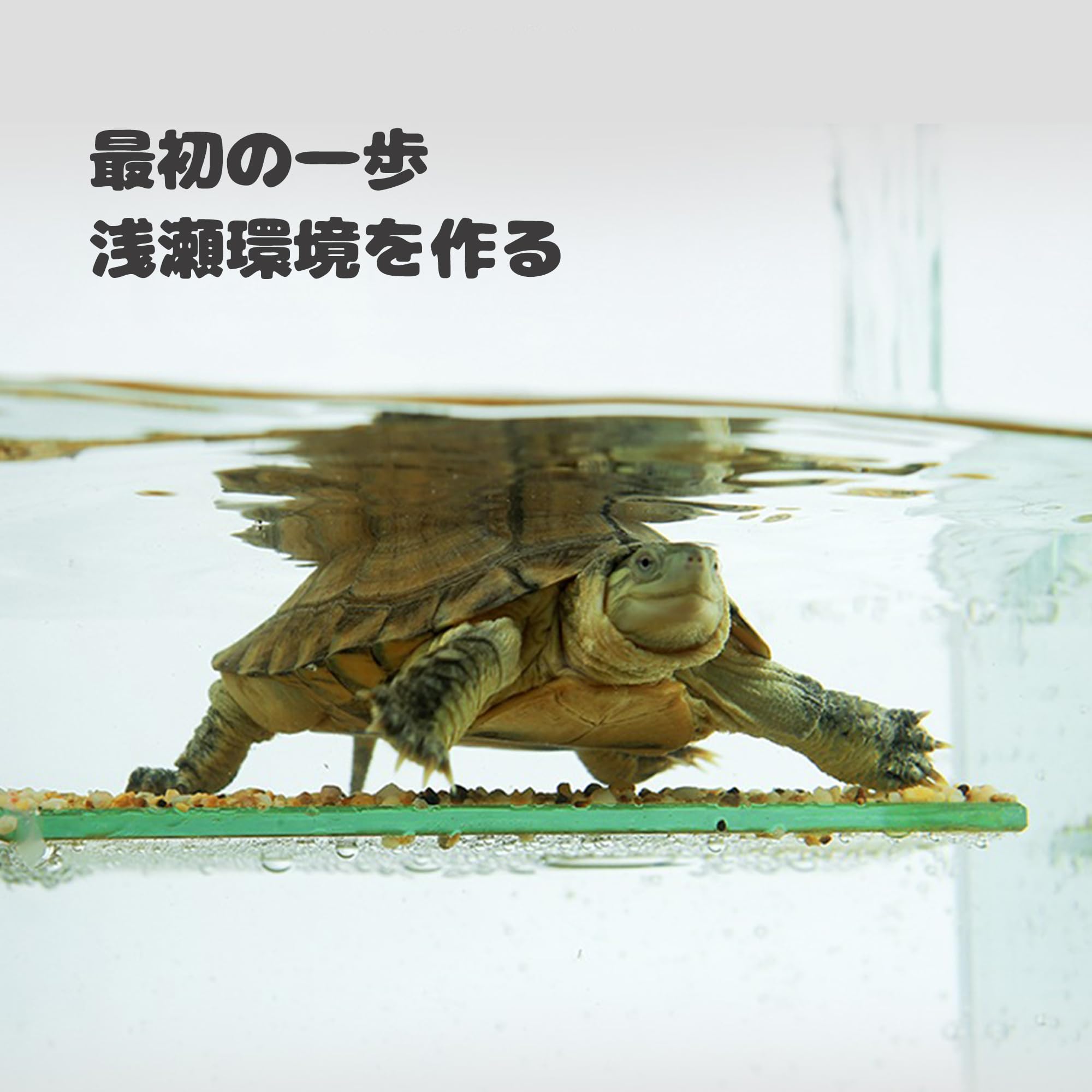 Amazon | 水亀水槽飼育ケース 上部フィルタータンク付き カメ水槽 底部 