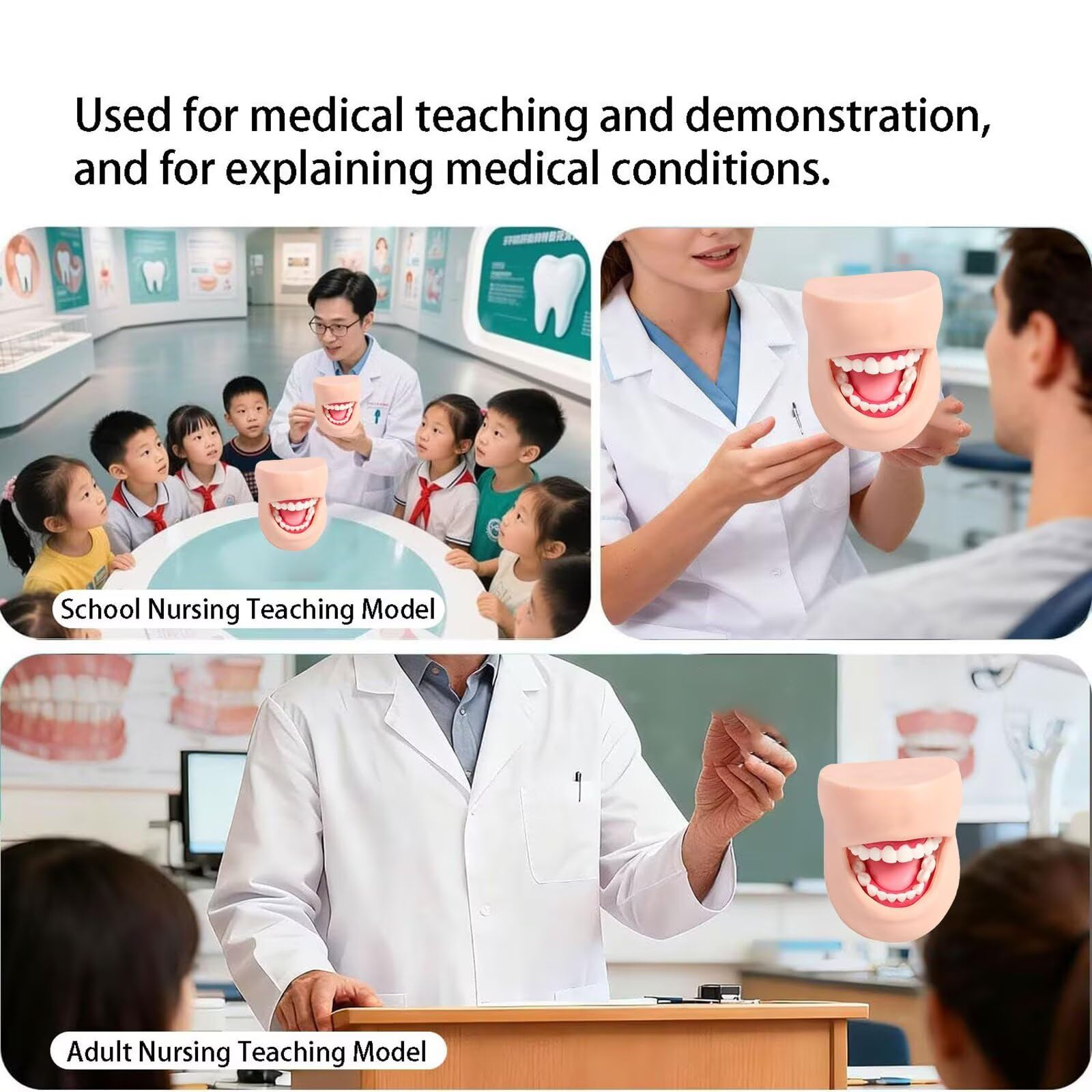 Modelo para Dentistas-Modelos Dentales Humanos De Resina para Demostraciones OdontolóGicas.