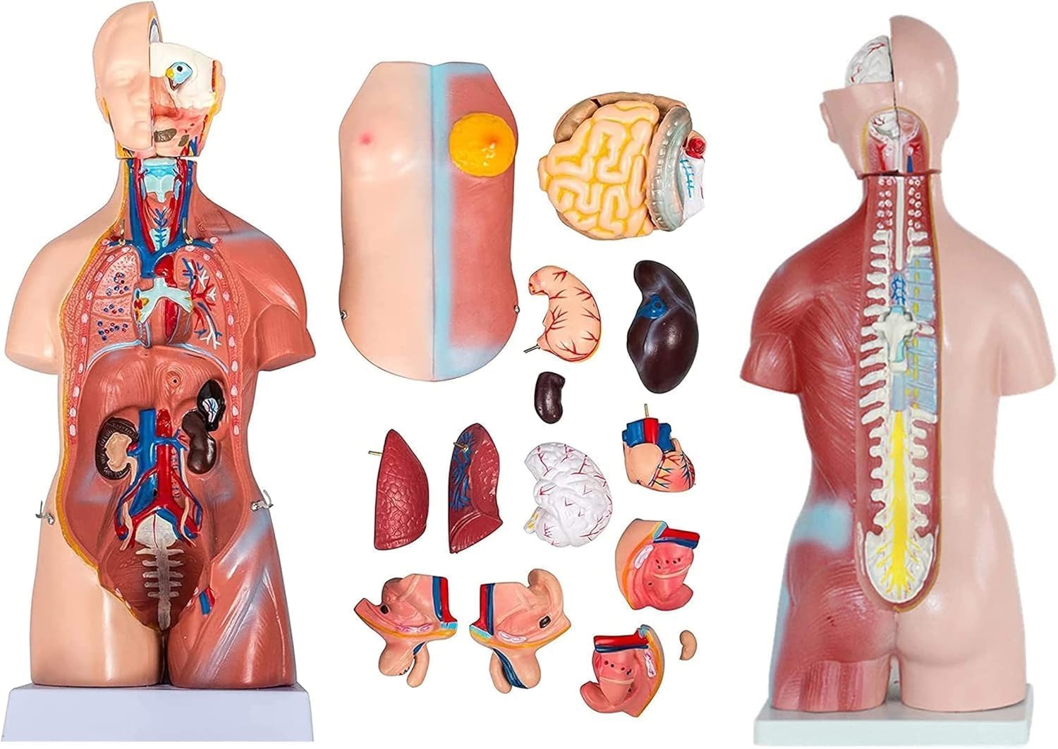 Modelo de torso humano con órganos extraíbles, modelo anatómico corporal de 23 piezas para enseñar educación