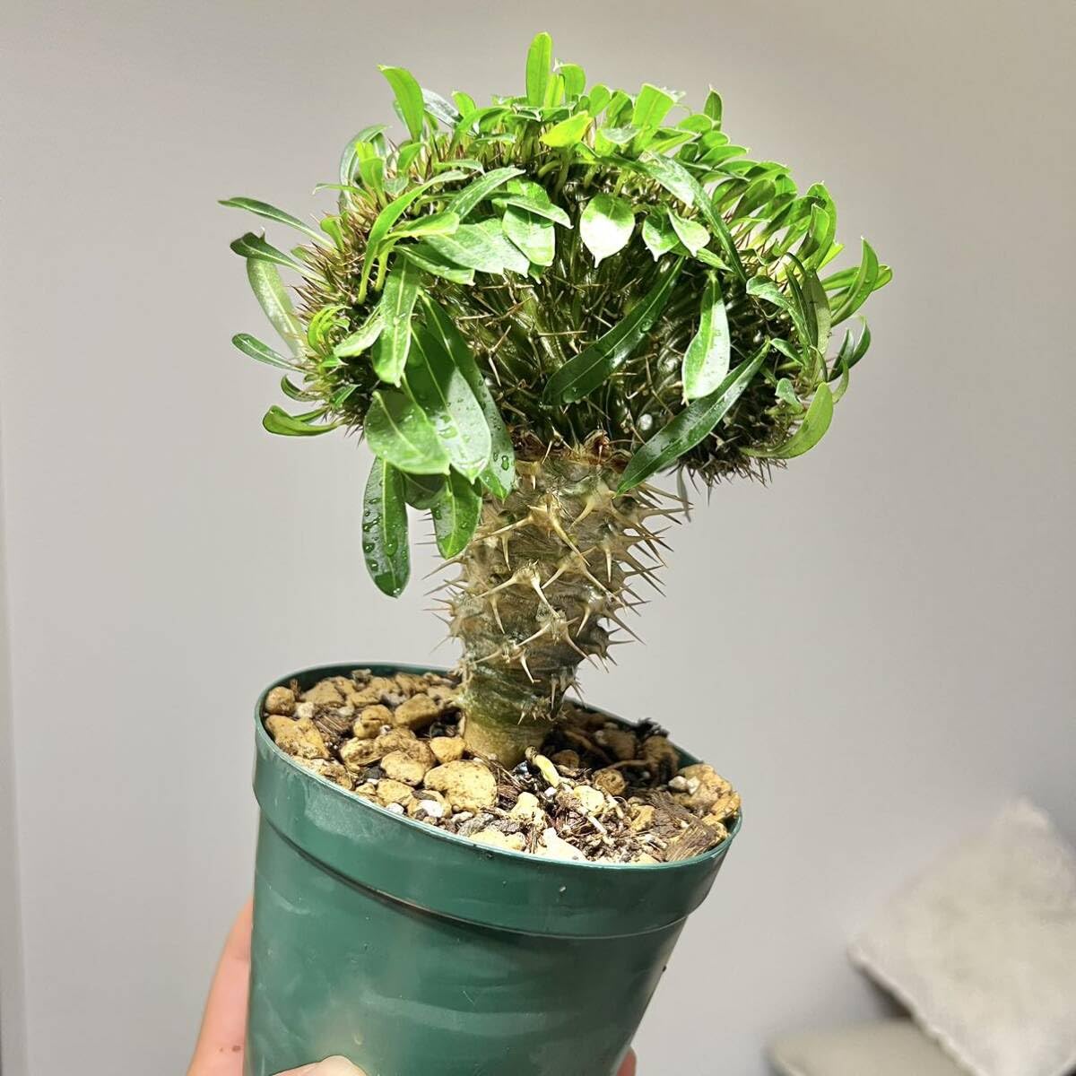 Amazon.co.jp: 鉢ごと パキポディウム ラメリー 綴化 モンスト てっか  