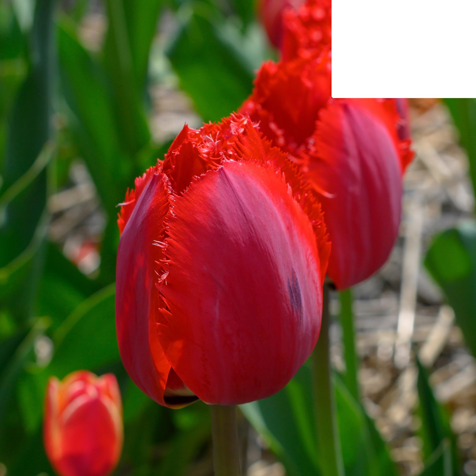 Bulbos de tulipán 'Masterpiece' | 20 Piezas | Tulipán rojo con borde dentado - 30-50cm - Ø5cm - bulbo de flor - Planta de jardín