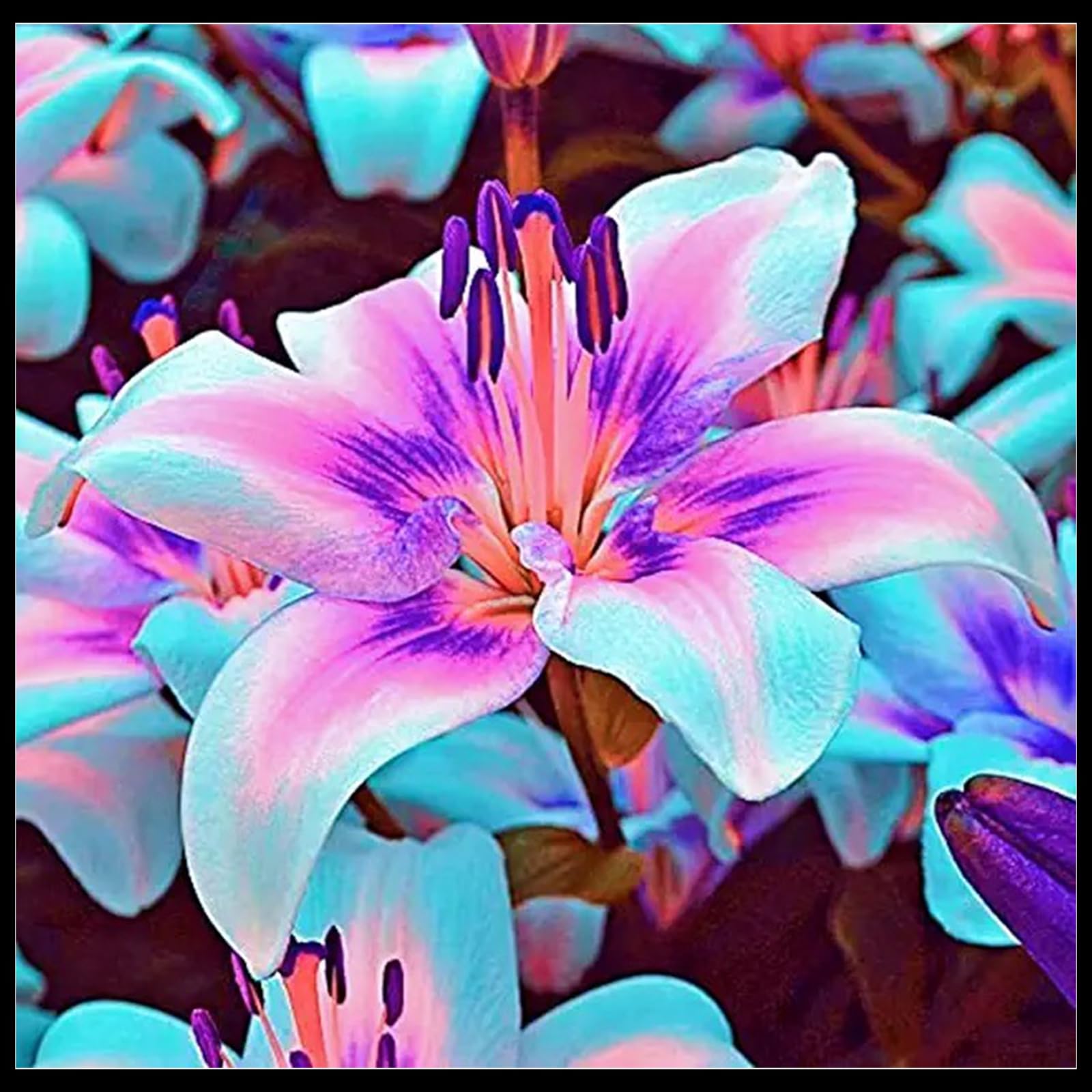 Perennial Giant Lily for Planting Now UK,Hardy - Easy Plant-Professional for Beautiful Garden Displays-2 Bulbs-H