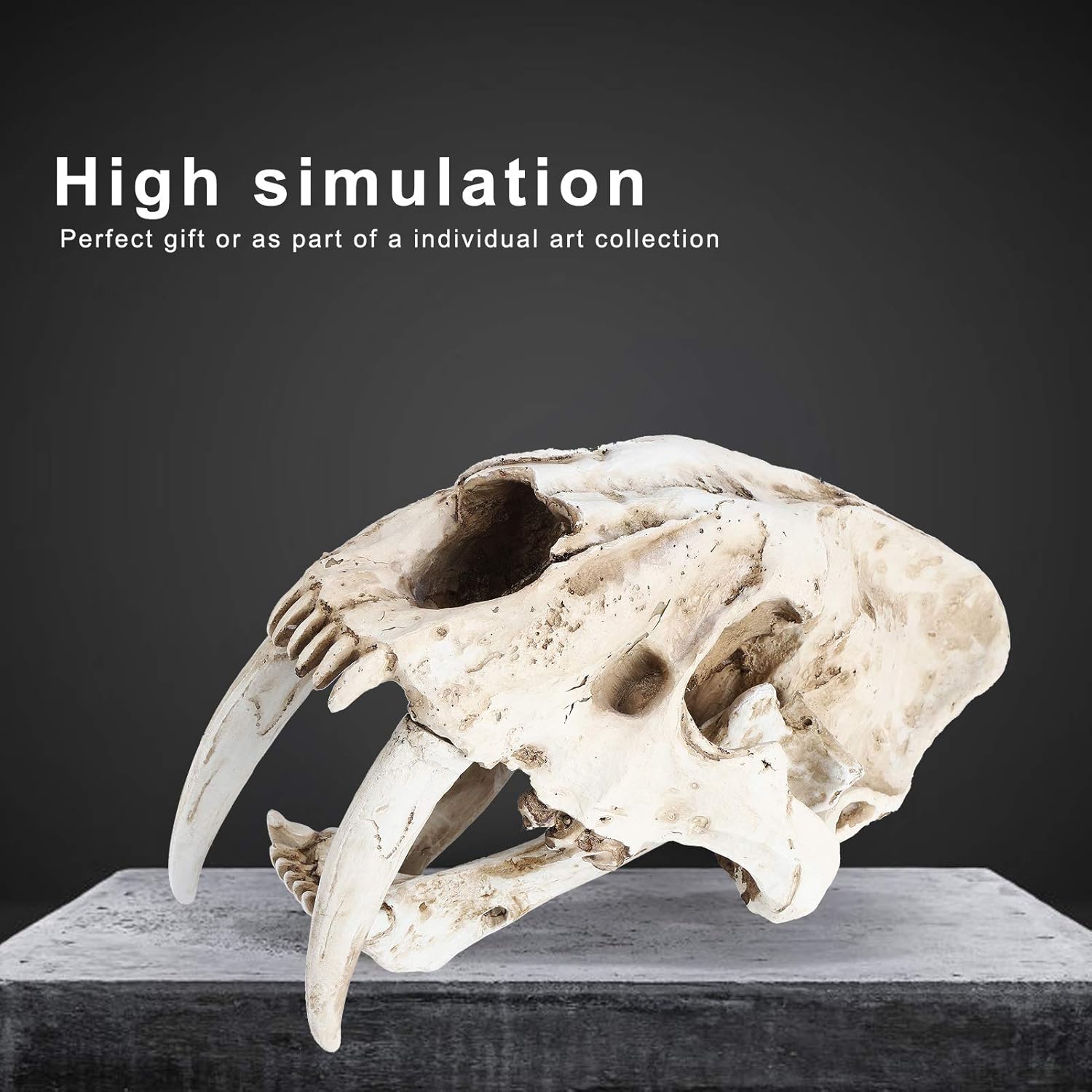 Tyenaza Skull Model,Specimens Simulation Animal Model Resin Tiger Skulls Models Home Decor Interior Design Decoration Props Teaching Prop