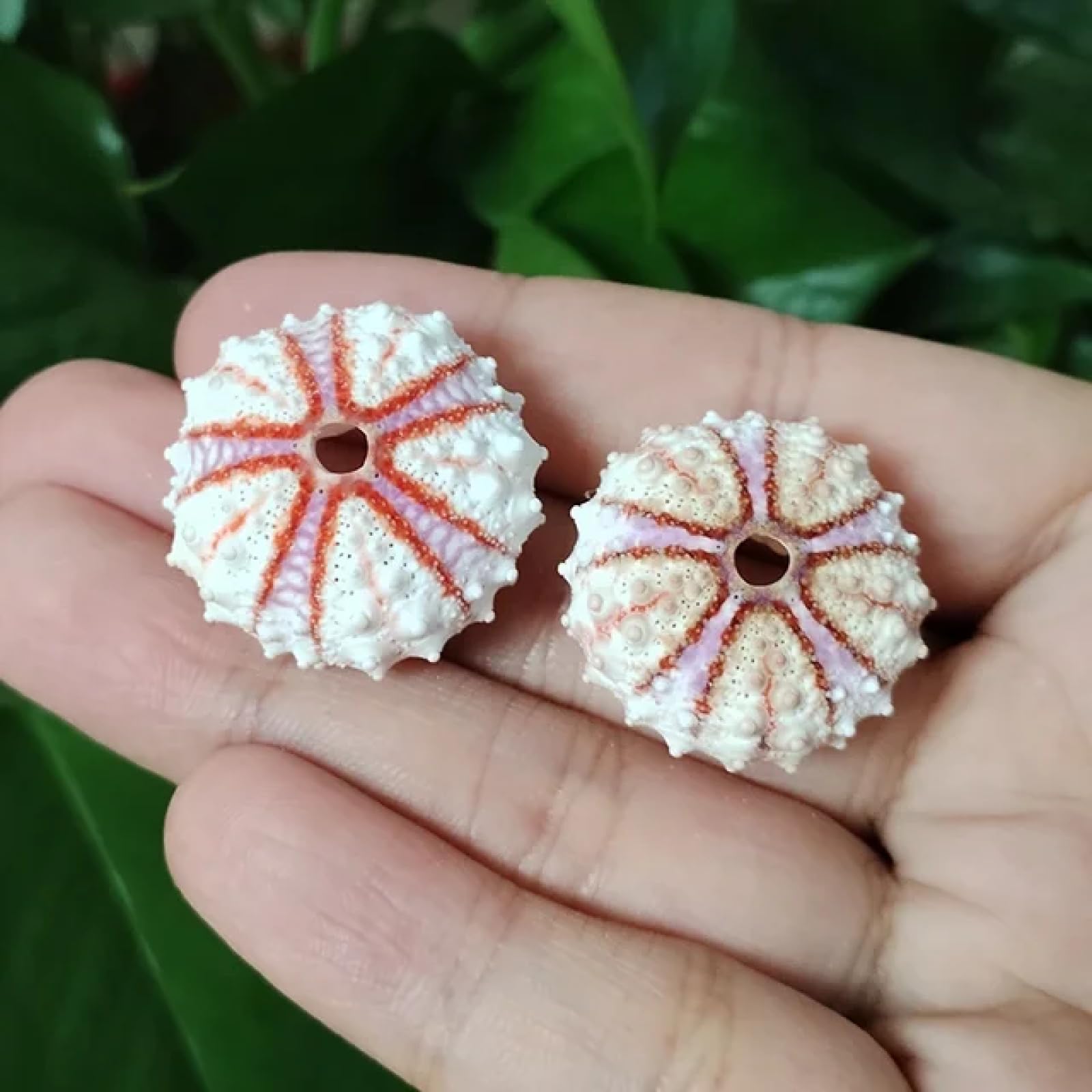 Conchiglie per decorazione, 2 pezzi assortiti ricci di mare naturali colorati conchiglie per piante, decorazioni artigianali 2-3 cm