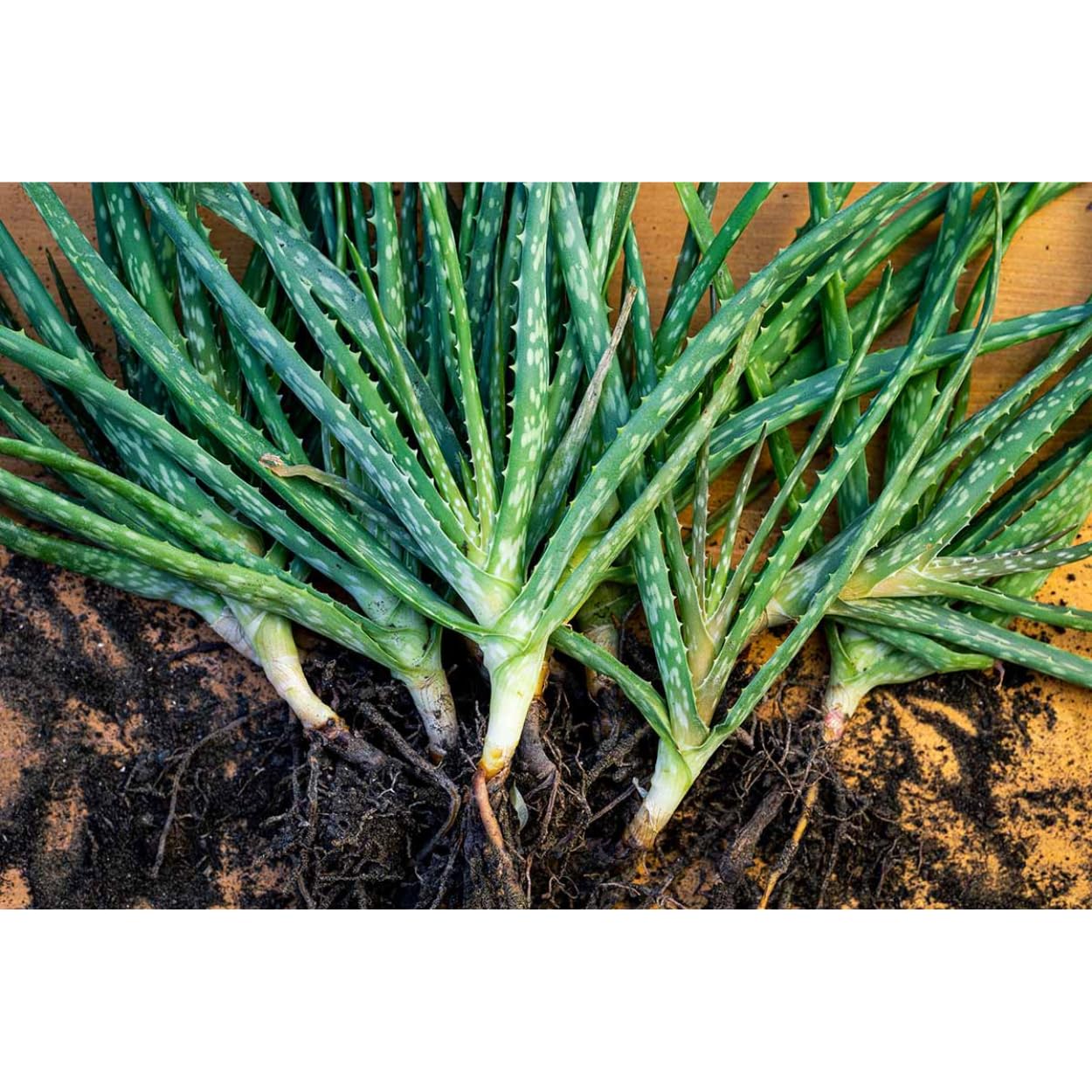 Himavat Aloe Vera baby plant | Medicinal plant for interior decoration and outdoor garden | Easy to grow succulent plant | Mixed size (15) (B0CT94B77P) Amazon Price History, Amazon Price Tracker