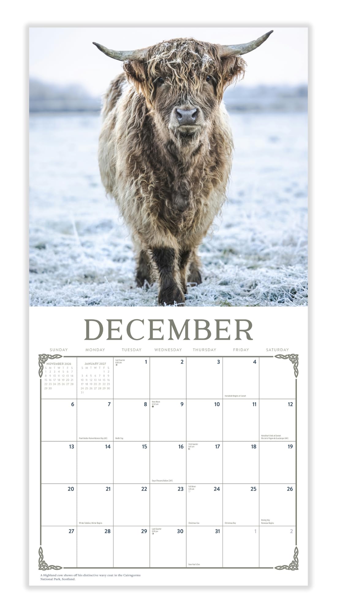 Highland Cow Calendar 2026 - Rustieke boerderij muurkunst