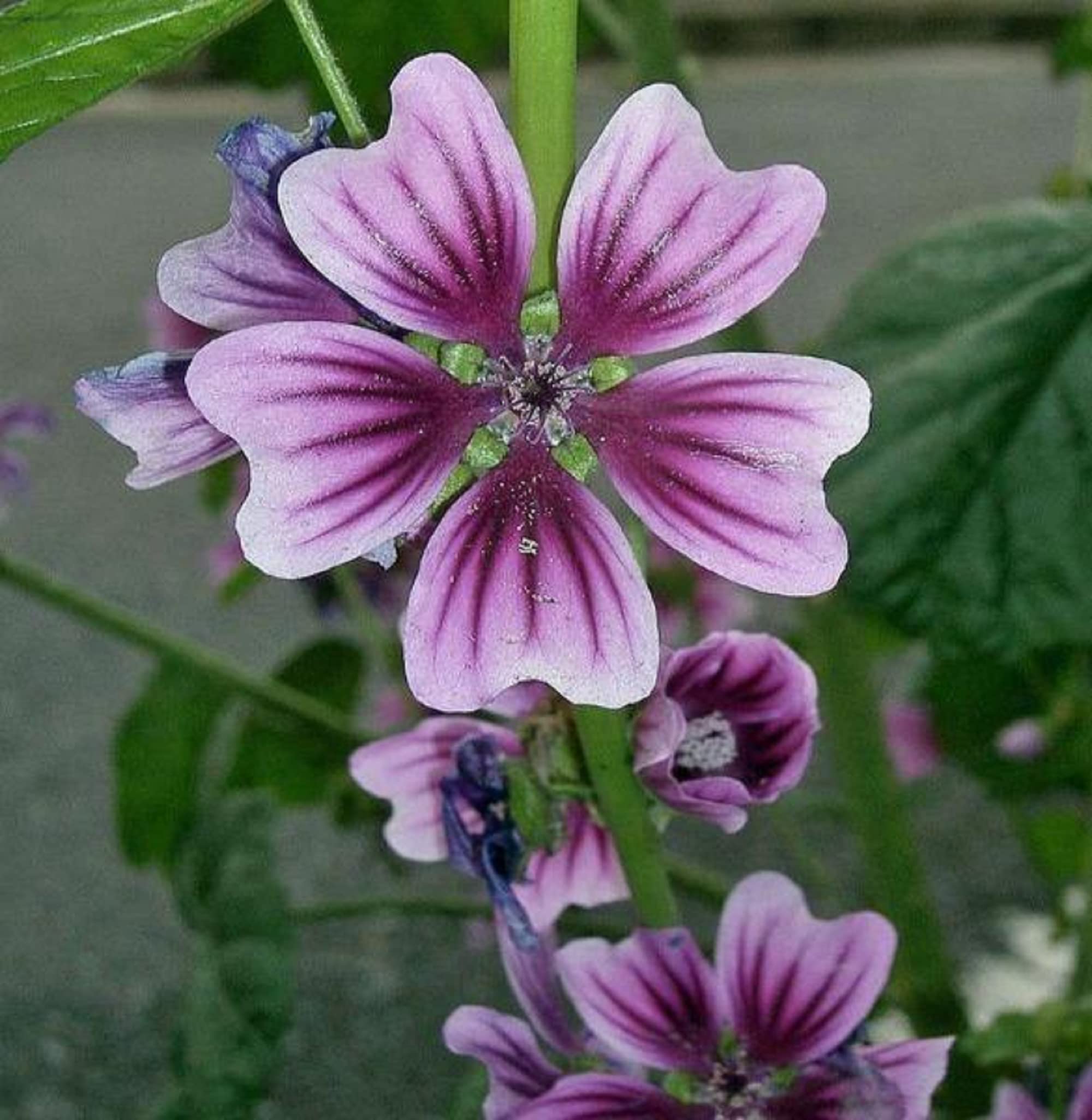 All flowers⭐️新品レア含む6枚set⭐️ラベンダー　カモミール　紫陽花 Amazon.com : CHUXAY GARDEN 20 Seeds White Purple Malva