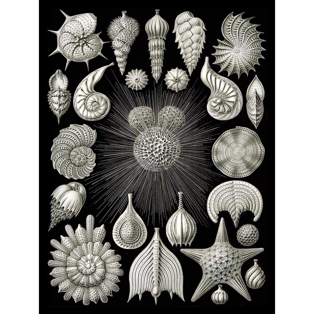 Wee Blue Coo 2Nd Plate Ernst Haeckel Kunstformen Der Natur Thalamphora Art Print Poster Wall Decor 12X16 Inch