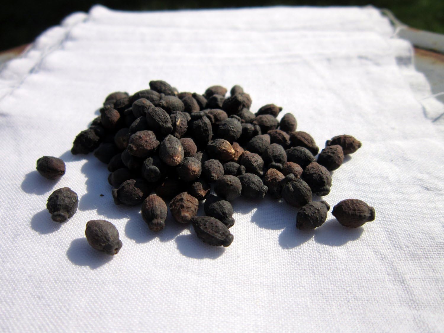 NEW Four O' Clock "Mirabilis jalapa 'Marbles Mix"FRAGRANT