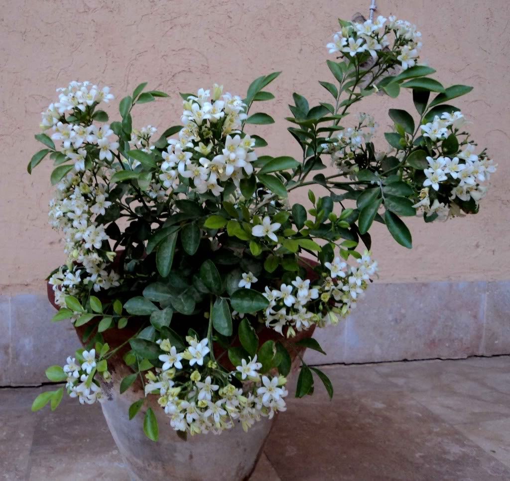 Creative Farmer Chalcas Japanensis Scented Jasmine Flower Seeds (Pack of 10 Seeds) (B06XKFJKLM) Amazon Price History, Amazon Price Tracker