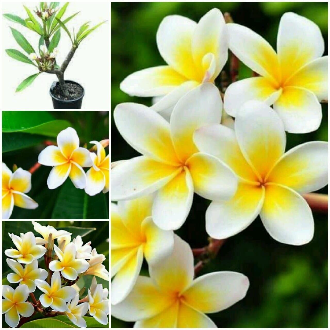 WoFLoo Champa Yellow Flower Plant with Pot (Champa) pack of 1 (B0CB6H5K47) Amazon Price History, Amazon Price Tracker