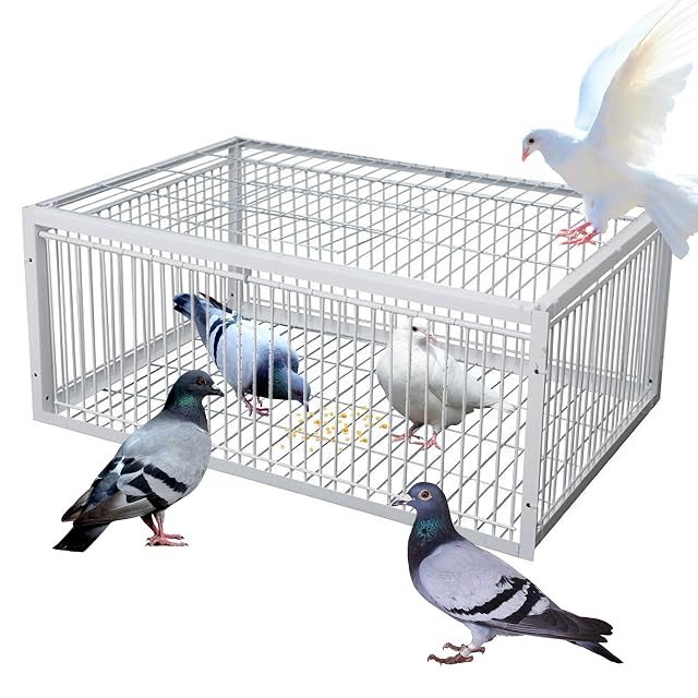 ASQUAR Jaula Palomas Trampa con Diseño a Prueba de Escape